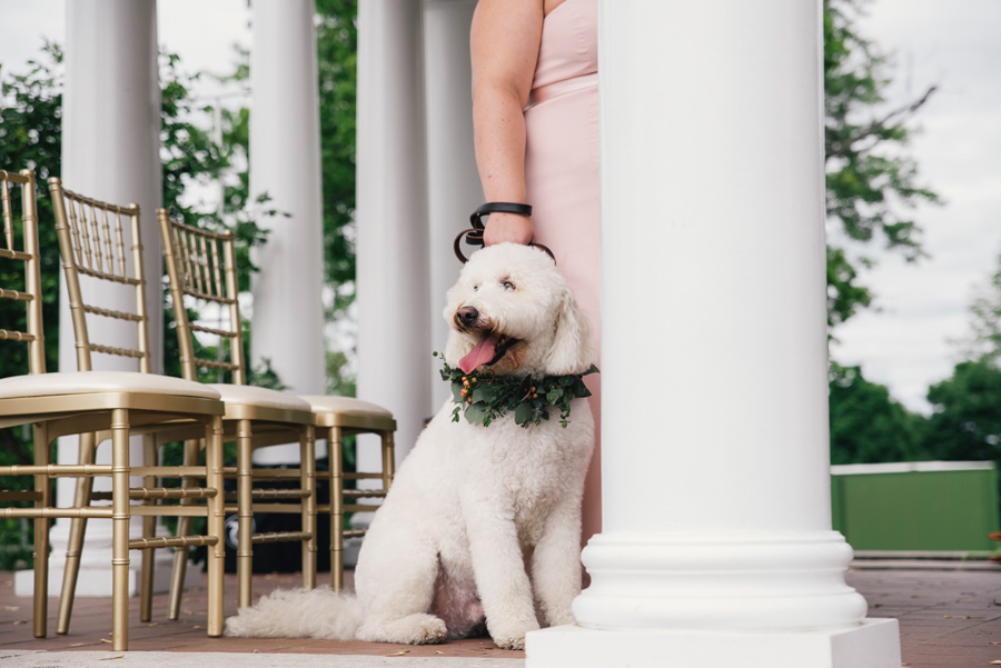 dog sitting at the altar during wedding ceremony